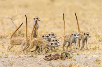 Kalahari - Botswana campsites