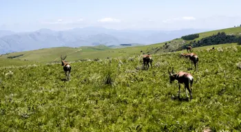 Northern Region - Swaziland campsites